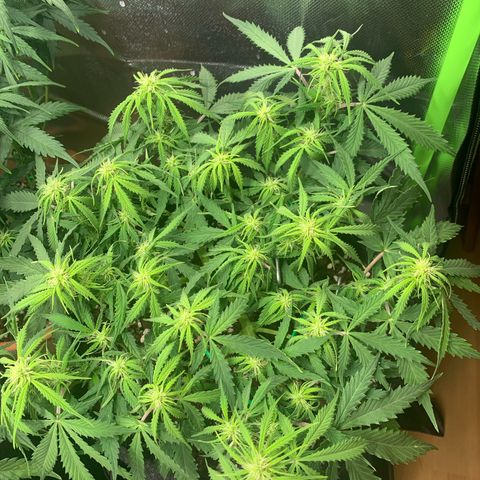 Watermelon Zkittlez Auto growlog timeline photo