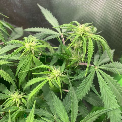 Watermelon Zkittlez Auto growlog timeline photo