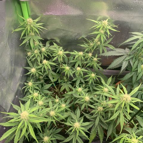 Amnesia Zkittlez Auto growlog timeline photo