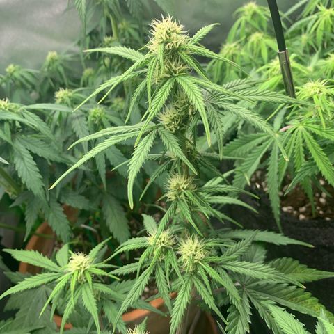Amnesia Zkittlez Auto growlog timeline photo