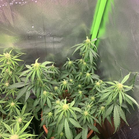 Sunset Sherbet Automatic growlog timeline photo