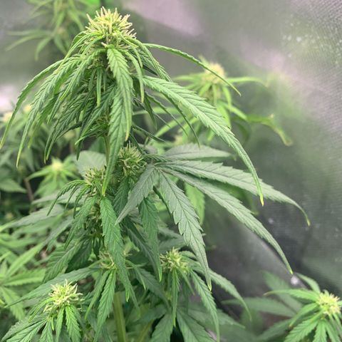 Sunset Sherbet Automatic growlog timeline photo