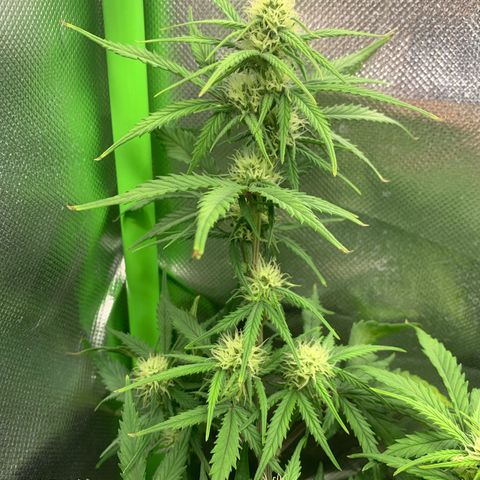 Amnesia Zkittlez Auto growlog timeline photo