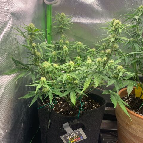 Amnesia Zkittlez Auto growlog timeline photo