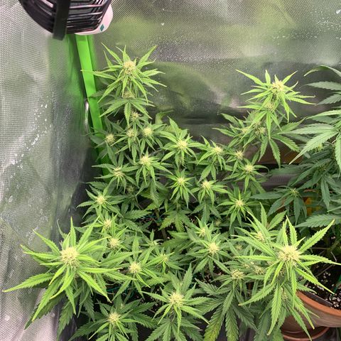 Amnesia Zkittlez Auto growlog timeline photo