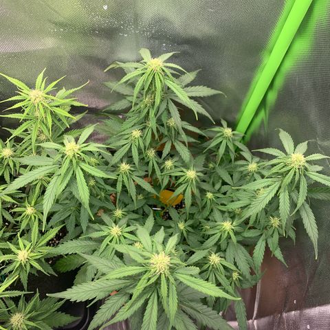 Sunset Sherbet Automatic growlog timeline photo