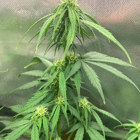 Sunset Sherbet Automatic growlog timeline photo