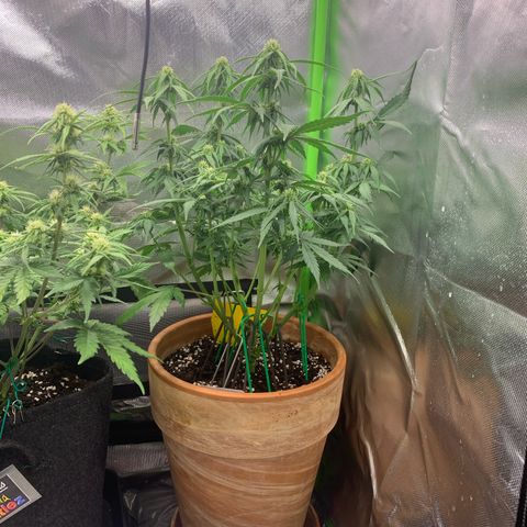 Sunset Sherbet Automatic growlog timeline photo