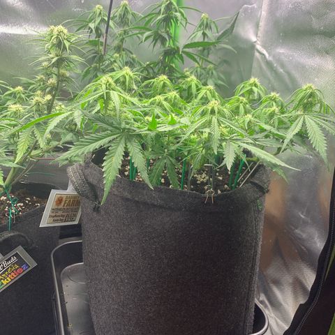 Watermelon Zkittlez Auto growlog timeline photo
