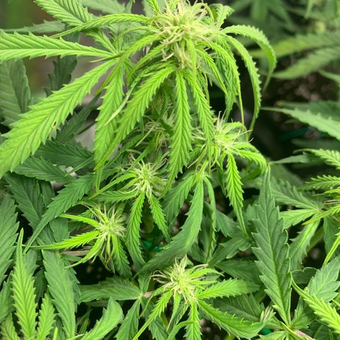 Watermelon Zkittlez Auto growlog timeline photo