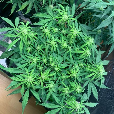 Watermelon Zkittlez Auto growlog timeline photo