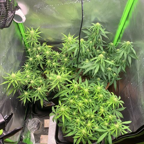 Amnesia Zkittlez Auto growlog timeline photo