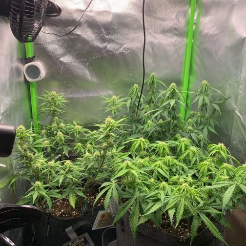 Amnesia Zkittlez Auto growlog timeline photo