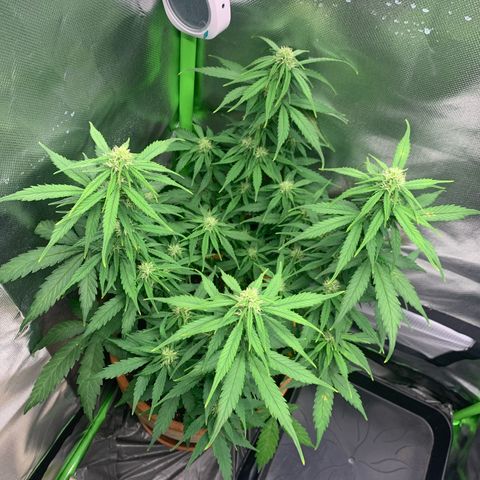 Sunset Sherbet Automatic growlog timeline photo