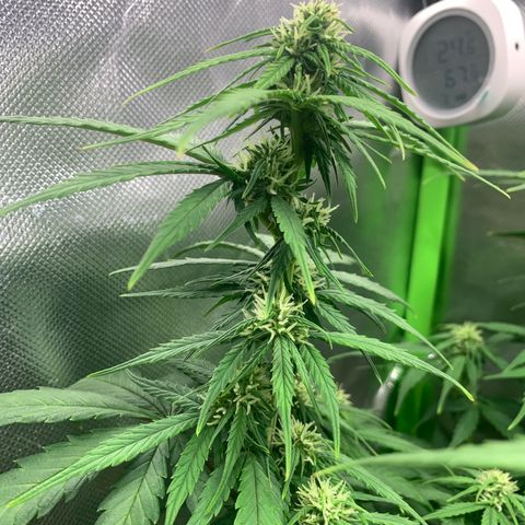Sunset Sherbet Automatic growlog timeline photo