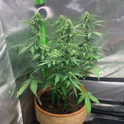 Sunset Sherbet Automatic growlog timeline photo