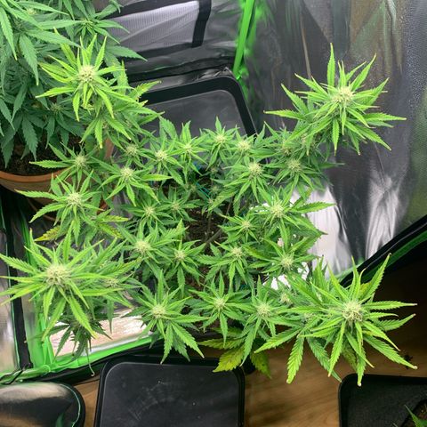 Amnesia Zkittlez Auto growlog timeline photo