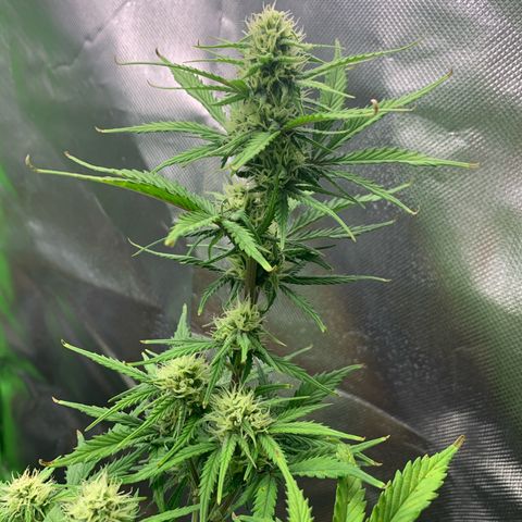 Amnesia Zkittlez Auto growlog timeline photo