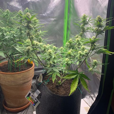 Amnesia Zkittlez Auto growlog timeline photo