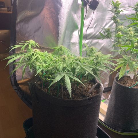Watermelon Zkittlez Auto growlog timeline photo