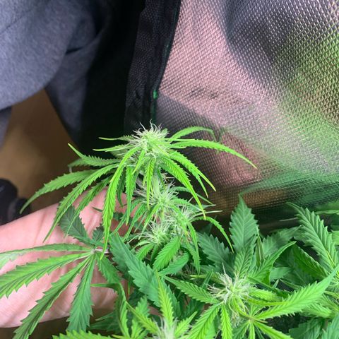 Watermelon Zkittlez Auto growlog timeline photo