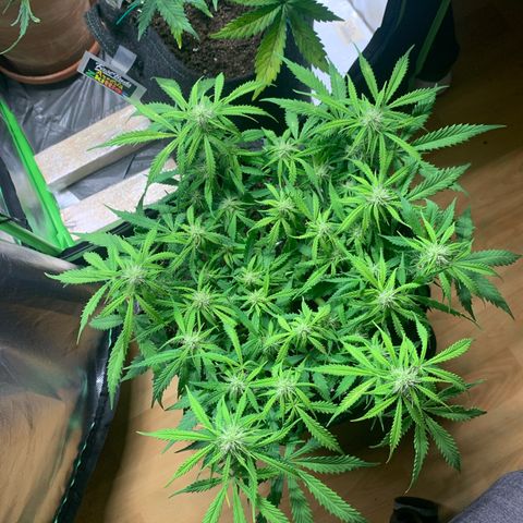 Watermelon Zkittlez Auto growlog timeline photo