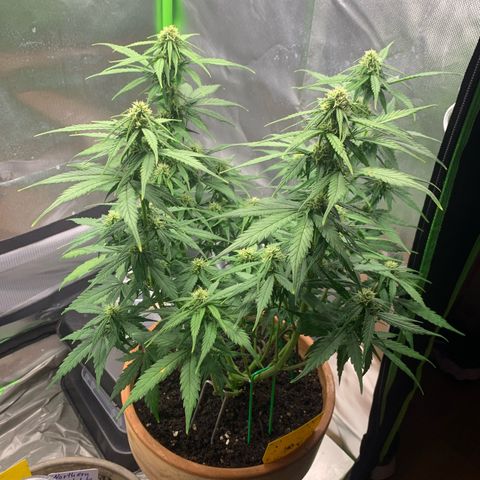 Sunset Sherbet Automatic growlog timeline photo