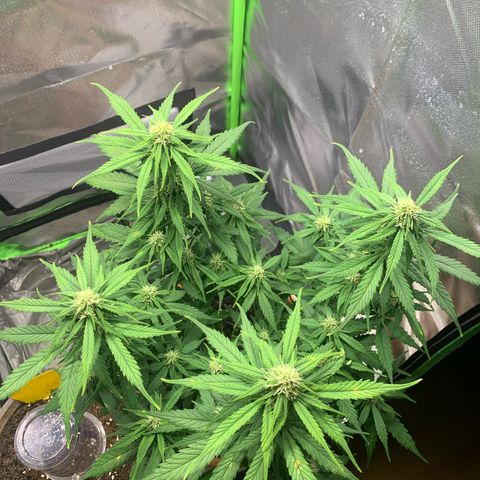 Sunset Sherbet Automatic growlog timeline photo