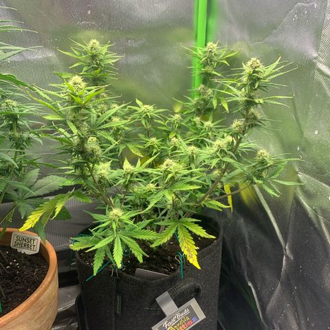Amnesia Zkittlez Auto growlog timeline photo