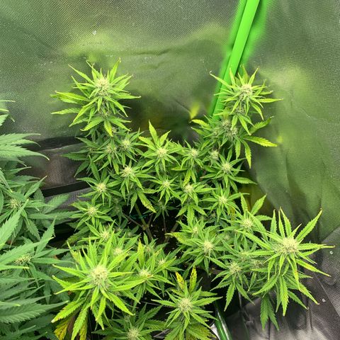 Amnesia Zkittlez Auto growlog timeline photo