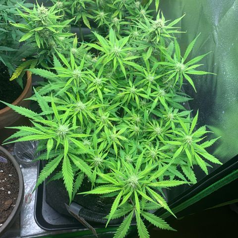 Watermelon Zkittlez Auto growlog timeline photo