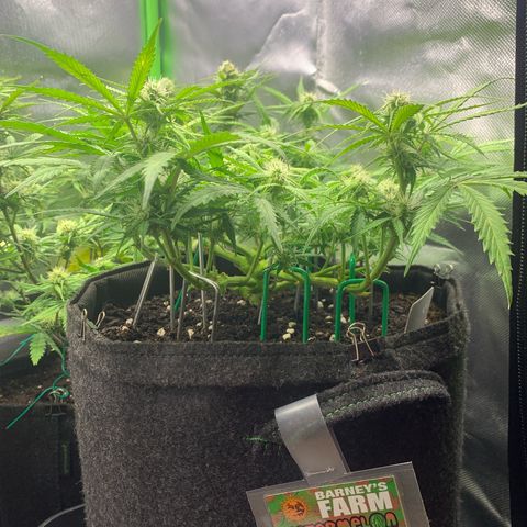 Watermelon Zkittlez Auto growlog timeline photo