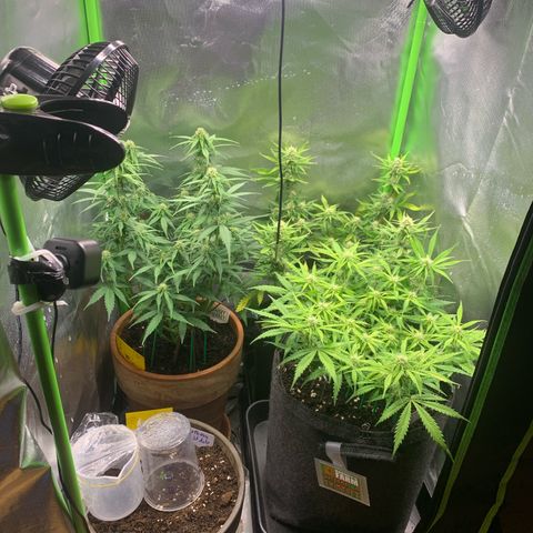 Amnesia Zkittlez Auto growlog timeline photo