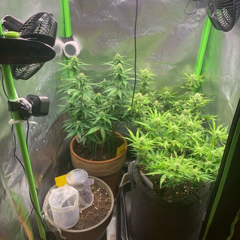 Amnesia Zkittlez Auto growlog timeline photo