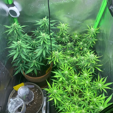 Amnesia Zkittlez Auto growlog timeline photo