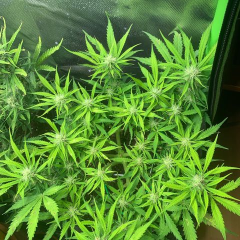 Watermelon Zkittlez Auto growlog timeline photo