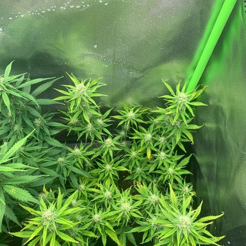 Amnesia Zkittlez Auto growlog timeline photo