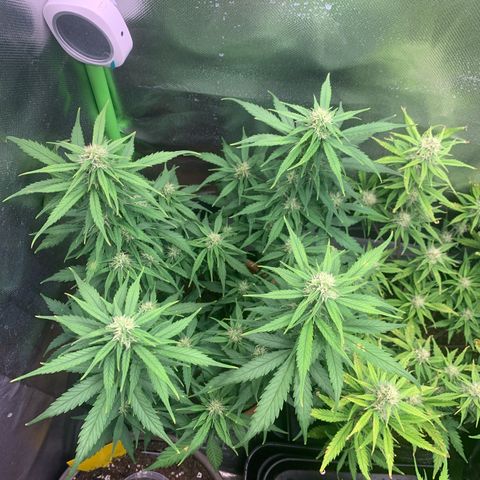 Sunset Sherbet Automatic growlog timeline photo