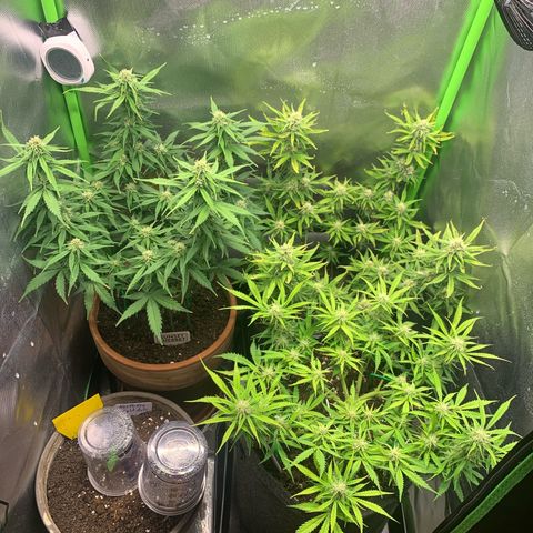 Amnesia Zkittlez Auto growlog timeline photo