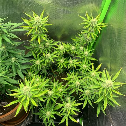 Amnesia Zkittlez Auto growlog timeline photo