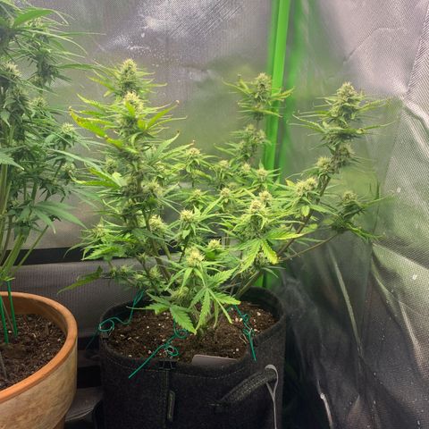 Amnesia Zkittlez Auto growlog timeline photo