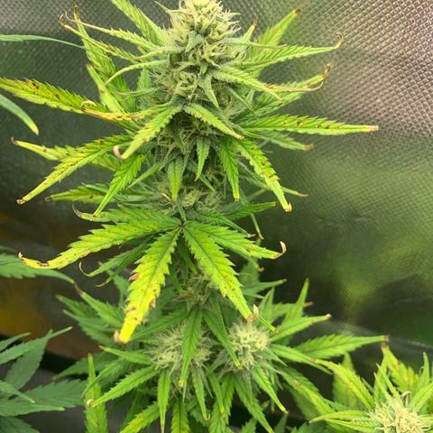 Amnesia Zkittlez Auto growlog timeline photo