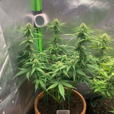 Sunset Sherbet Automatic growlog timeline photo