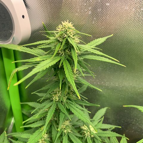 Sunset Sherbet Automatic growlog timeline photo