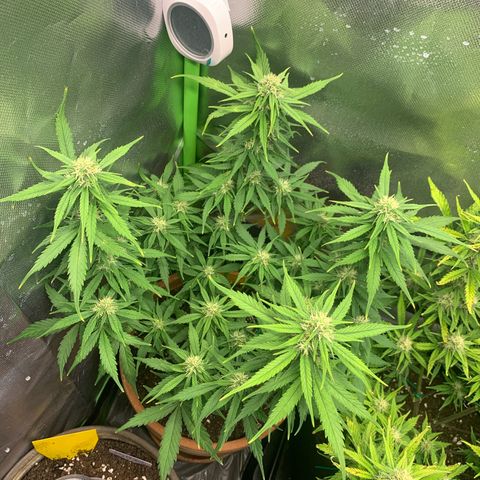 Sunset Sherbet Automatic growlog timeline photo