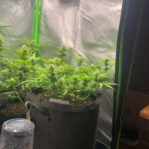 Watermelon Zkittlez Auto growlog timeline photo