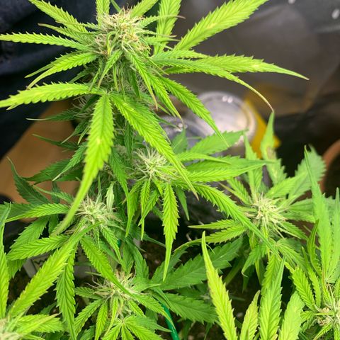 Watermelon Zkittlez Auto growlog timeline photo