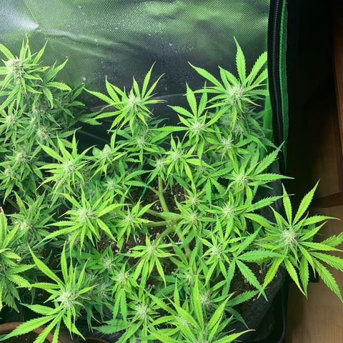 Watermelon Zkittlez Auto growlog timeline photo