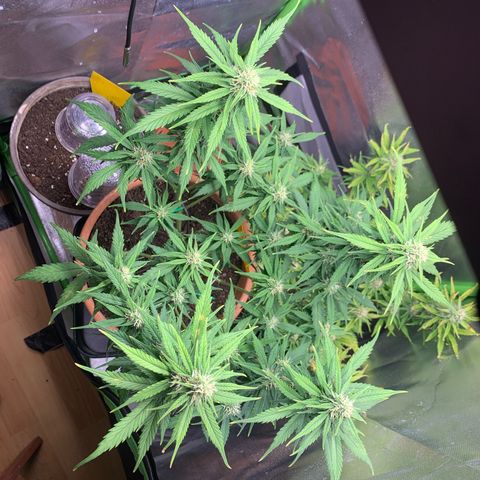 Sunset Sherbet Automatic growlog photo: Nach lollipopen