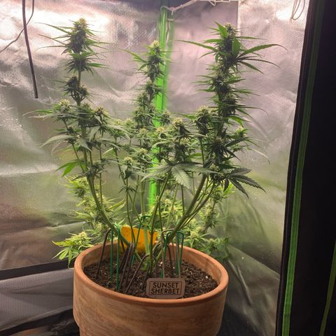 Sunset Sherbet Automatic growlog photo: Nach lollipopen